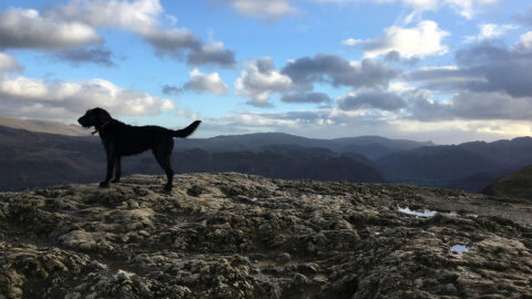 Dog Mountain View