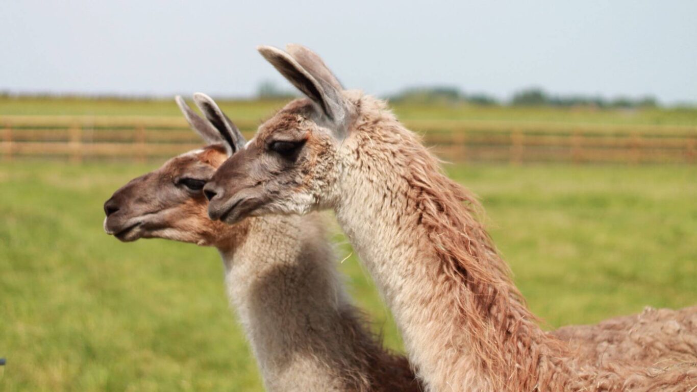 Llamas-Canva
