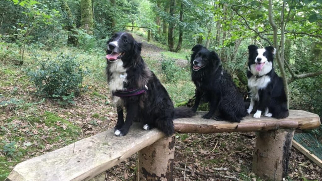 Messengermire Dog Walking