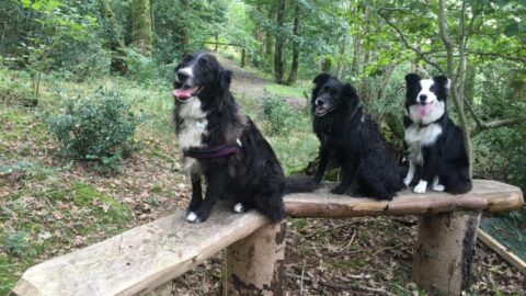 Messengermire Dog Walking