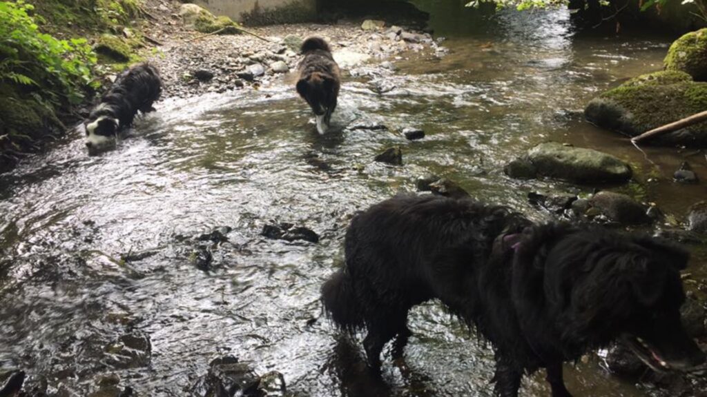 Messengermire Dog Walking