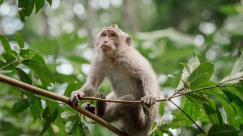 Lake District Wildlife Park