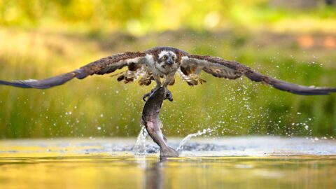 Osprey-Bird-Canva
