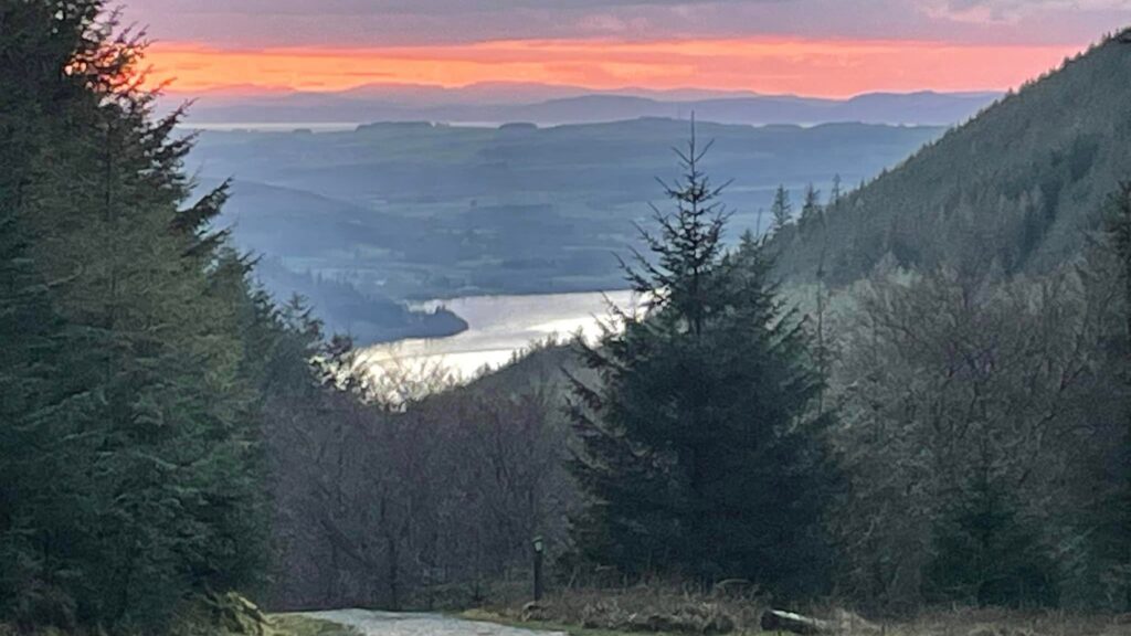 Whinlatter Forest Dog Walking