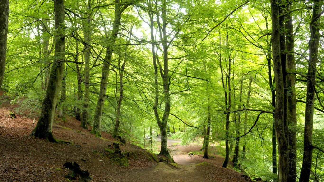 Woodland