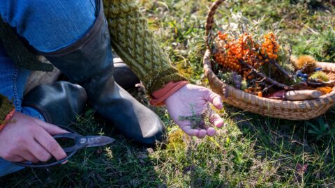 Forage & Feast Canva Image