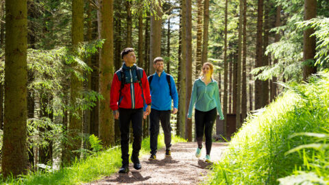 Hiking Whinlatter Forest